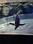 すみだ水族館に投稿された画像（2025/4/8）