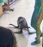 新江ノ島水族館に投稿された画像（2025/4/8）