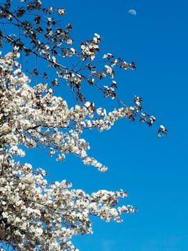 ムーミンバレーパークに投稿された画像（2025/4/7）