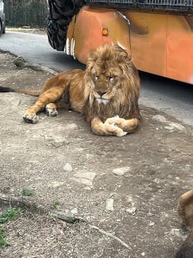 群馬サファリパークに投稿された画像（2025/4/7）