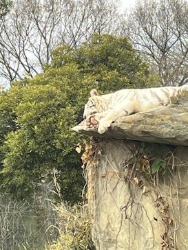 群馬サファリパークに投稿された画像（2025/4/7）