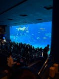 沖縄美ら海水族館に投稿された画像（2025/4/8）