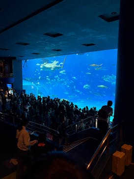 沖縄美ら海水族館に投稿された画像（2025/4/7）