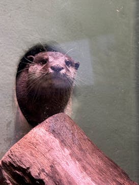 マクセル アクアパーク品川に投稿された画像（2025/4/7）