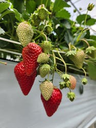 お陽様農園に投稿された画像（2025/4/7）