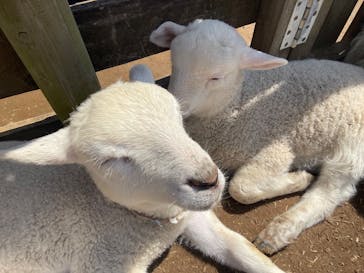 成田ゆめ牧場に投稿された画像（2025/4/7）