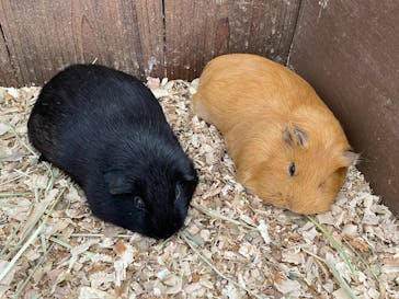 成田ゆめ牧場に投稿された画像（2025/4/7）