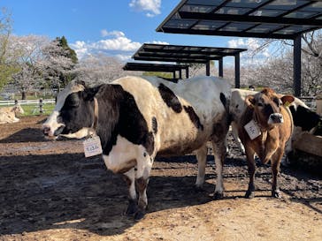 成田ゆめ牧場に投稿された画像（2025/4/7）