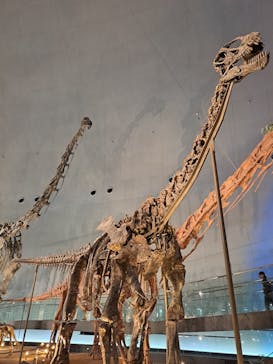 福井県立恐竜博物館に投稿された画像（2025/4/8）