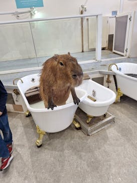 アニタッチみなとみらいに投稿された画像（2025/4/8）