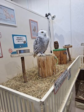 アニタッチみなとみらいに投稿された画像（2025/4/8）