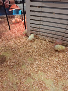 アニタッチみなとみらいに投稿された画像（2025/4/8）