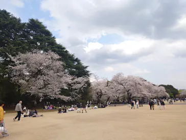 新宿御苑に投稿された画像（2025/4/8）