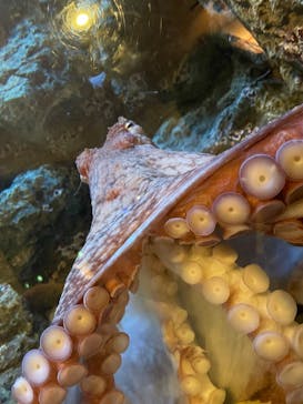 しながわ水族館に投稿された画像（2025/4/8）