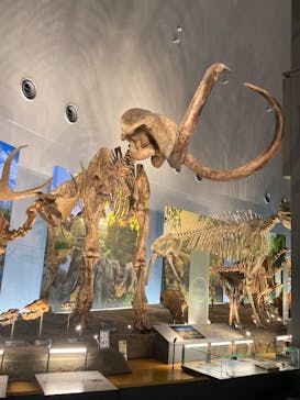 福井県立恐竜博物館に投稿された画像（2025/4/8）