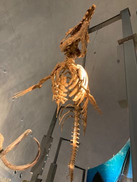 福井県立恐竜博物館に投稿された画像（2025/4/8）