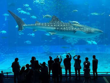 沖縄美ら海水族館に投稿された画像（2025/4/8）