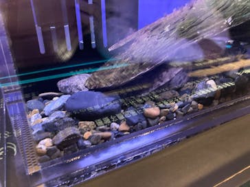 京都水族館に投稿された画像（2025/4/8）