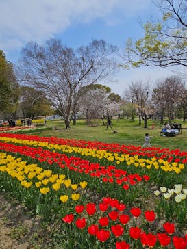 万博記念公園に投稿された画像（2025/4/8）