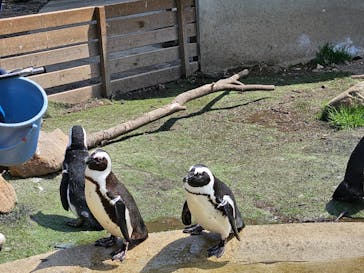 那須どうぶつ王国に投稿された画像（2025/4/8）