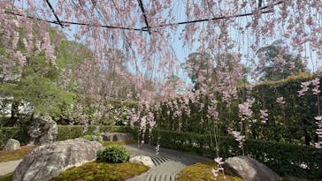 宗教法人退蔵院に投稿された画像（2025/4/8）