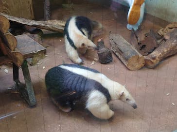 恩賜上野動物園に投稿された画像（2025/4/8）
