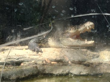 恩賜上野動物園に投稿された画像（2025/4/8）