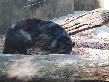 恩賜上野動物園に投稿された画像（2025/4/8）