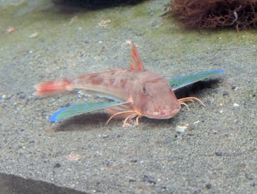 環境水族館アクアマリンふくしまに投稿された画像（2025/4/8）