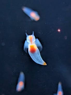 環境水族館アクアマリンふくしまに投稿された画像（2025/4/8）