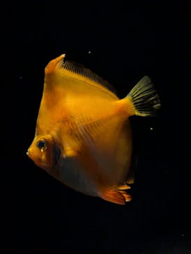 環境水族館アクアマリンふくしまに投稿された画像（2025/4/8）