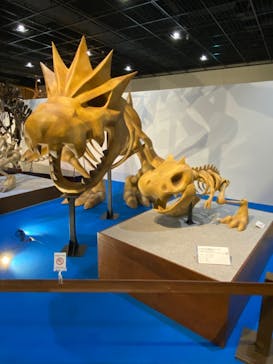 福井県立恐竜博物館に投稿された画像（2025/4/8）