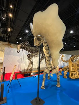 福井県立恐竜博物館に投稿された画像（2025/4/8）