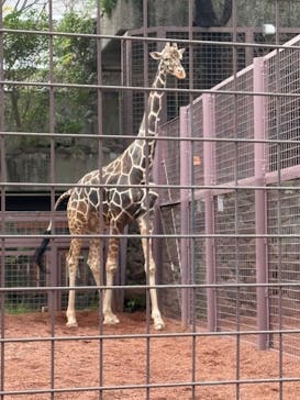恩賜上野動物園に投稿された画像（2025/4/8）