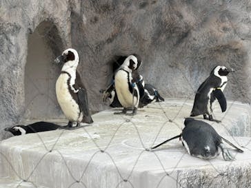 恩賜上野動物園に投稿された画像（2025/4/8）