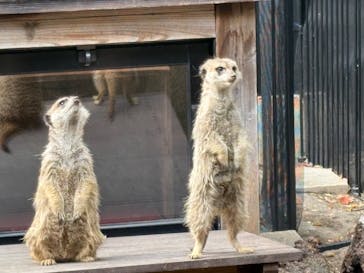 恩賜上野動物園に投稿された画像（2025/4/8）