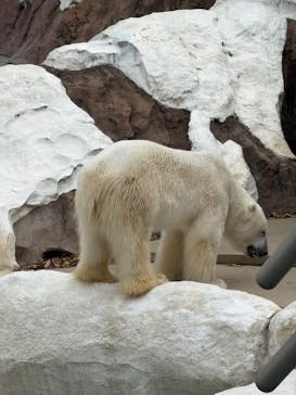 恩賜上野動物園に投稿された画像（2025/4/8）