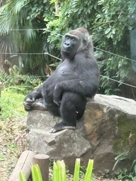 恩賜上野動物園に投稿された画像（2025/4/8）