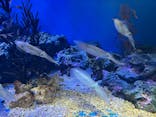 サンシャイン水族館に投稿された画像（2025/4/8）