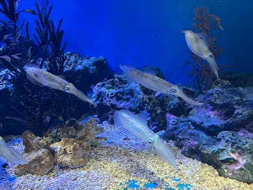 サンシャイン水族館に投稿された画像（2025/4/8）