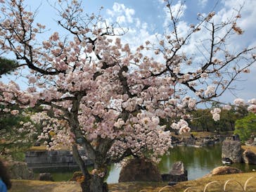 元離宮二条城に投稿された画像（2025/4/8）