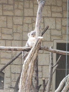 名古屋市東山動植物園に投稿された画像（2025/4/8）
