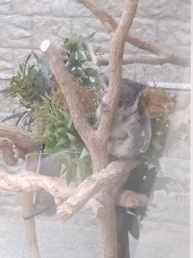 淡路ファームパーク イングランドの丘に投稿された画像（2025/4/8）