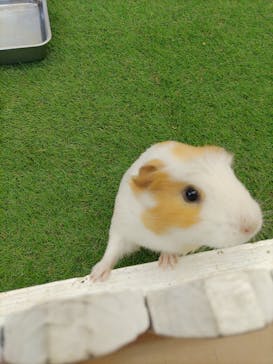 淡路ファームパーク イングランドの丘に投稿された画像（2025/4/8）