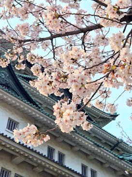 名古屋城に投稿された画像（2025/4/8）