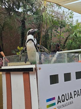 マクセル アクアパーク品川に投稿された画像（2025/4/8）