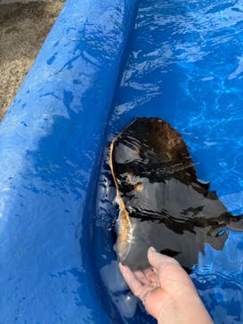 大分マリーンパレス水族館 「うみたまご」に投稿された画像（2025/4/8）