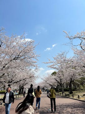 万博記念公園に投稿された画像（2025/4/8）