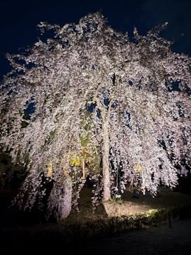 NAKED meets 二条城 2025 観月に投稿された画像（2025/4/8）