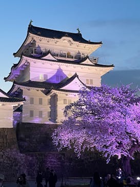 小田原城に投稿された画像（2025/4/8）